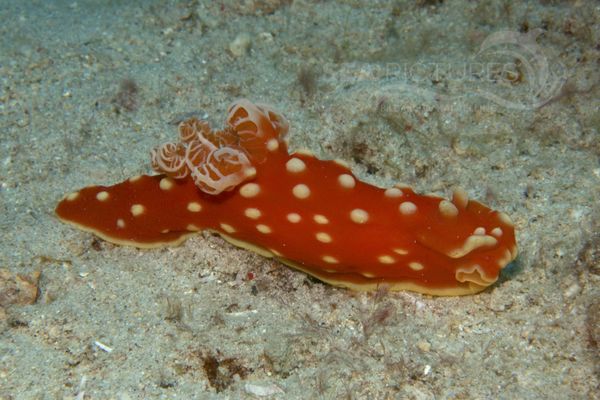 Gymnodoris aurita