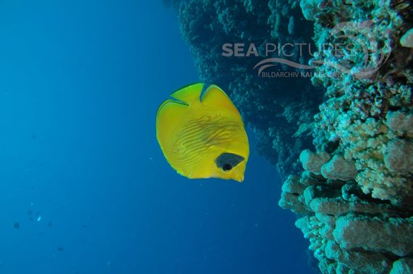 KV Masken-Falterfisch  Chaetodon semilarvatus  RO 05