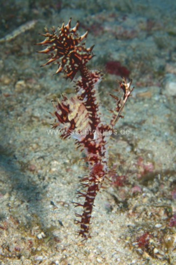 Solenostomus paradoxus Solenostomus paradoxus