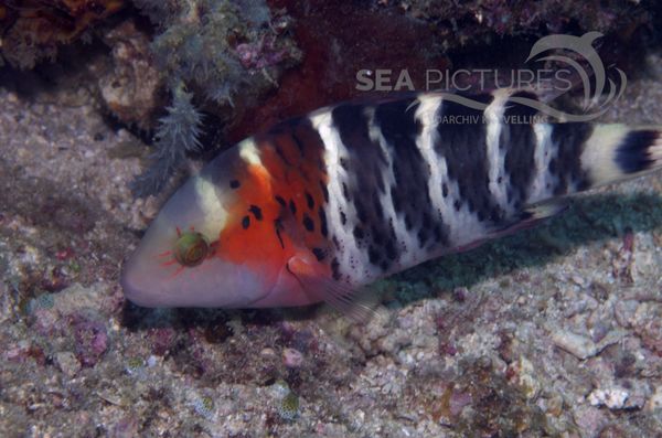 KV Cheilinus fasciatus PH 08 02147