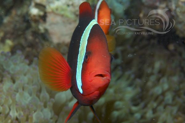 Amphiprion frenatus