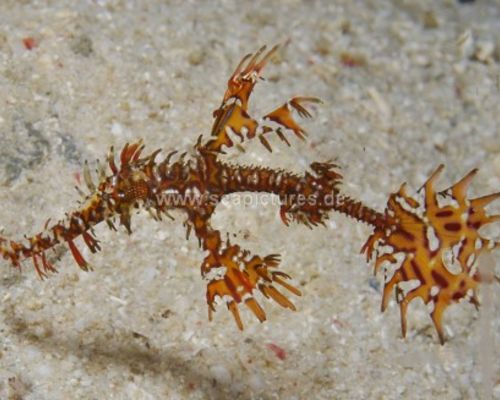 Geisterpfeifenfische