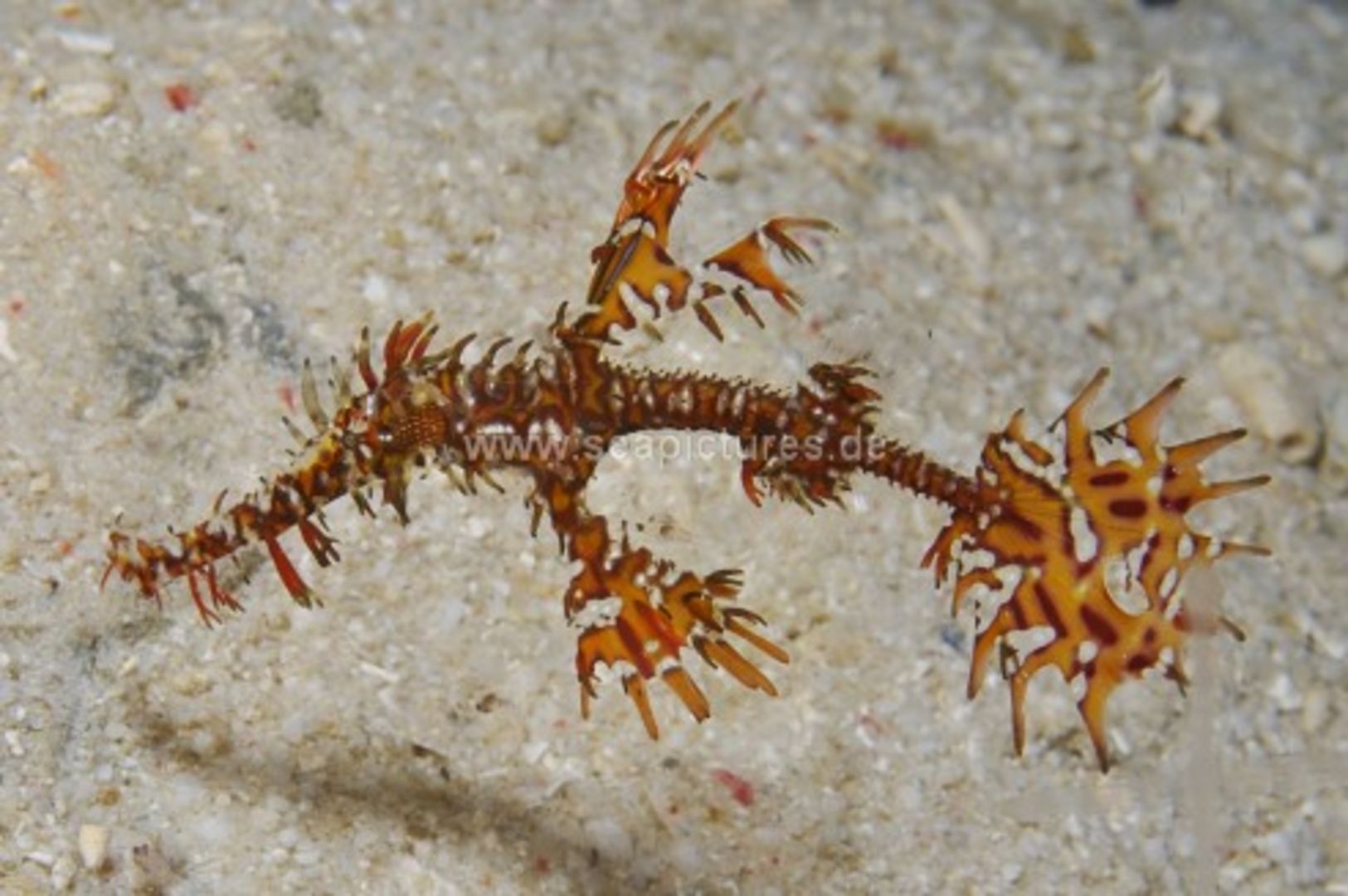 Solenostomus paradoxus