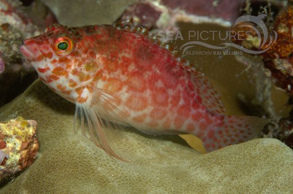 Gefleckter Bu  schelbarsch  Cirrhitichthys oxycephalus MALA 06 1