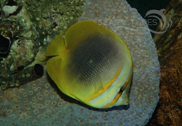 Goldstreifen-Falterfisch  Chaetodon aureofasciatus  7849