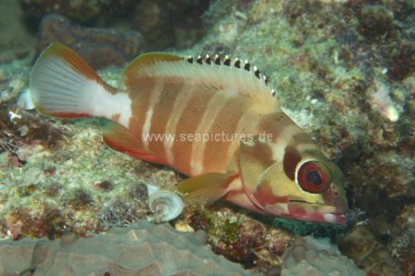 Epinephelus fasciatus