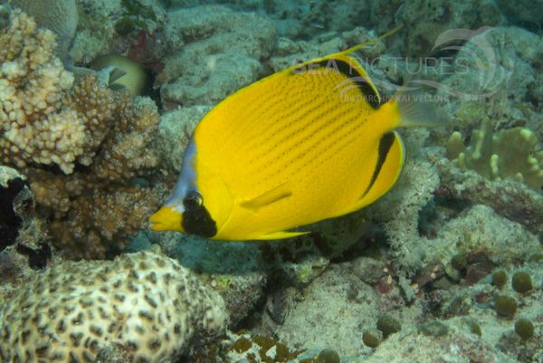 KV Blaustirn Falterfisch  Chaetodon semeion  MALA 06.