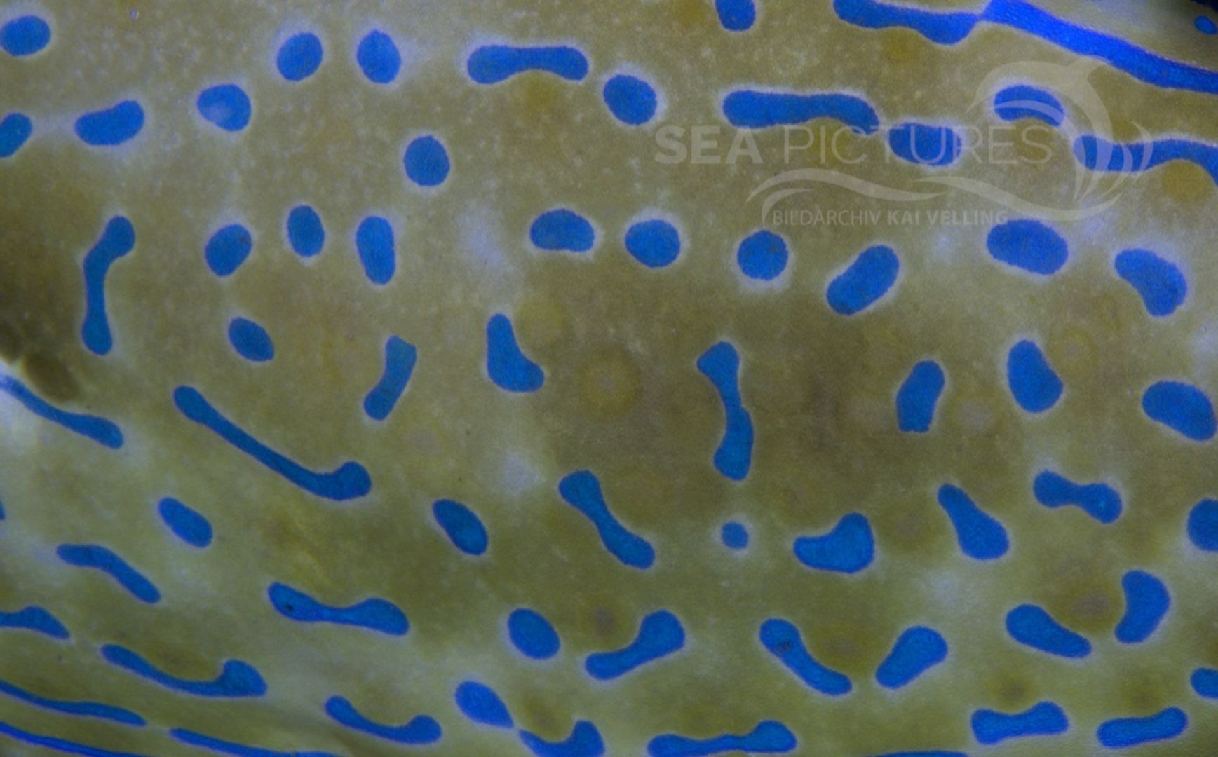 KV Schrift-Feilenfisch bei Nacht Aluterus scriptus  PH 06 004