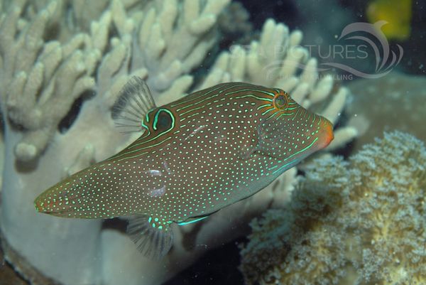 KV Canthigaster papua MALA 06