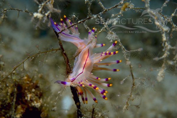  Flabellina rubrolineata