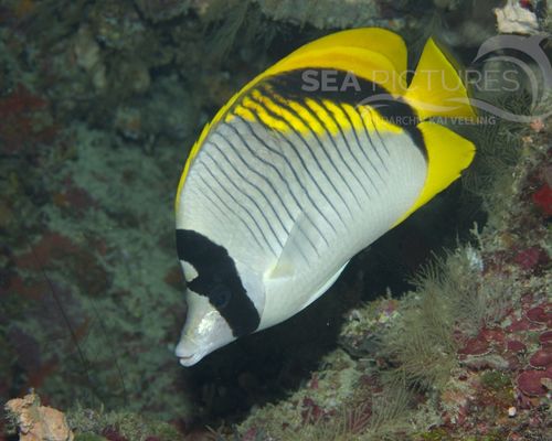 Falterfische