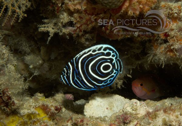  KV Imperator-Kaiserfisch  Pomacanthus imperator  juv. MALA 06 