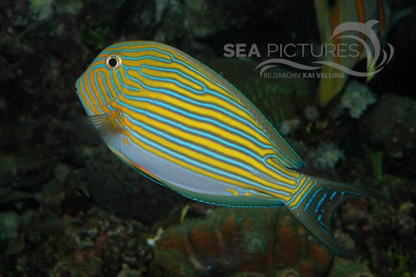 Acanthurus lineatusC 4821