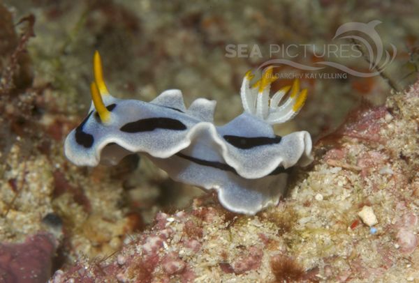 KV Chromodoris dianae MALA 06