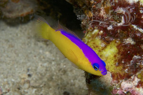  Pictichromis diadema