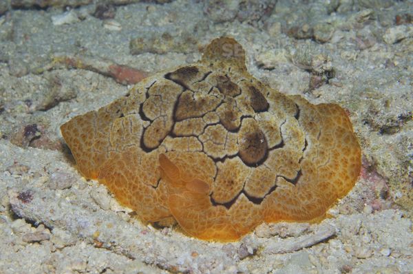 Pleurobranchus forskalii