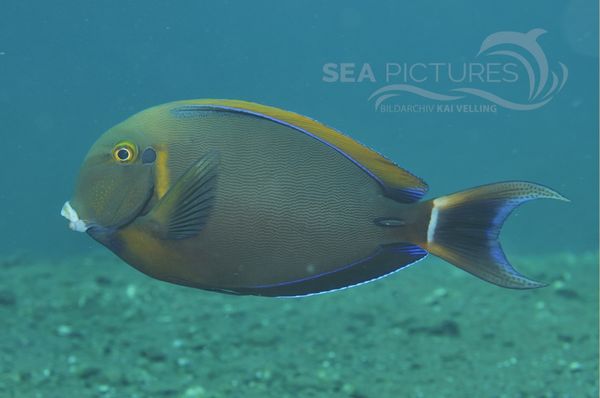 Acanthurus bariene