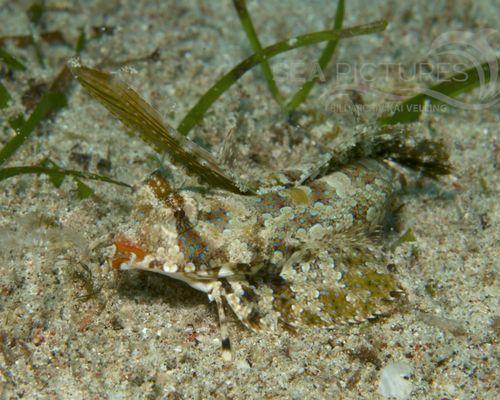 Leierfische