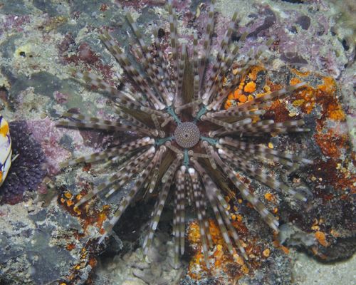Seeigel