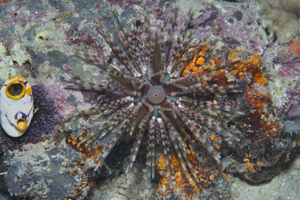 Echinothrix calamaris