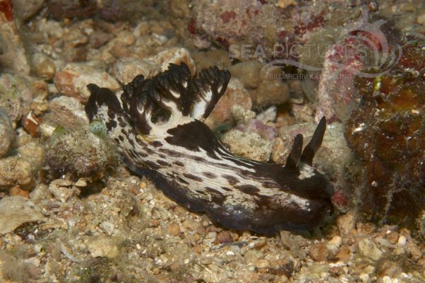 Nembrotha mullineri