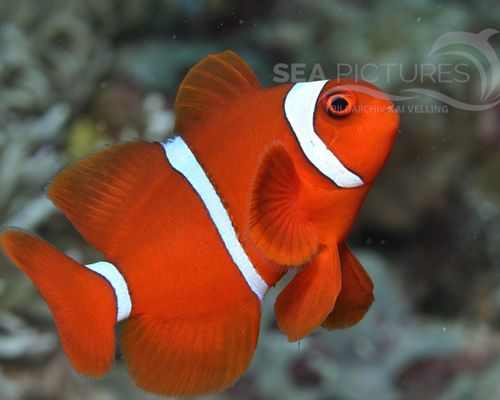 Anemonenfische