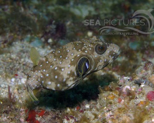 Kugelfische