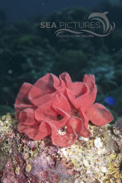 Hexabranchus sanguineus