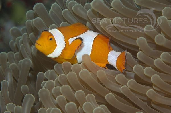 KV Orangeringel-Anemonenfisch  Amphiprion ocellaris MALA 06 