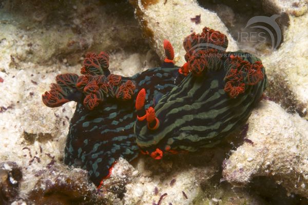 Nembrotha kubaryana