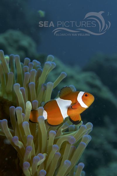 Amphiprion ocellaris