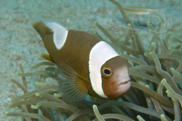 Amphiprion polymnus