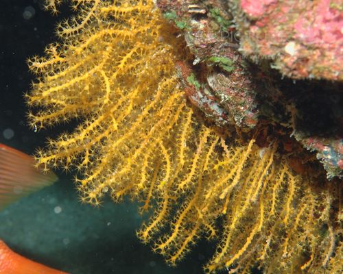 Gorgonien