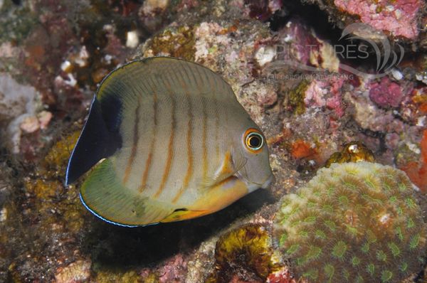  Acanthurus tristis