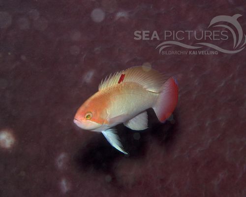 Fahnenbarsche