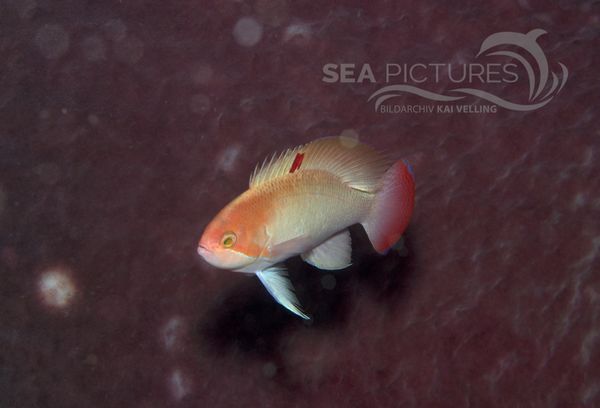 KV Pseudanthias hypselosoma PH 08 11519