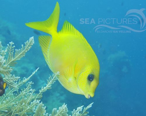 Meeresfische Meeresfische