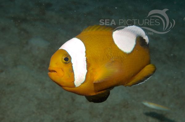 KV Anemonenfisch Amphiprion polymnus  PH 06 012