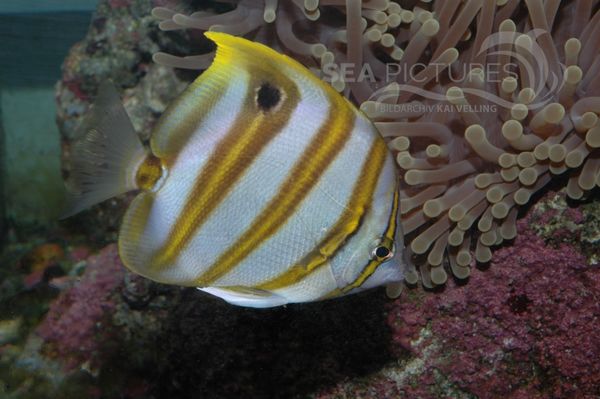 KV Fisch AU