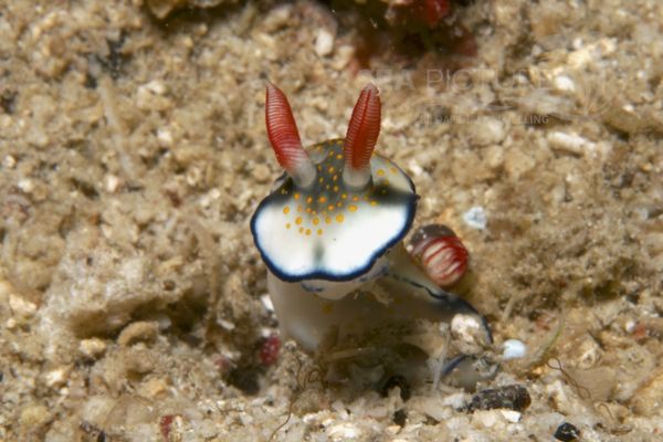 Hypselodoris bollandi