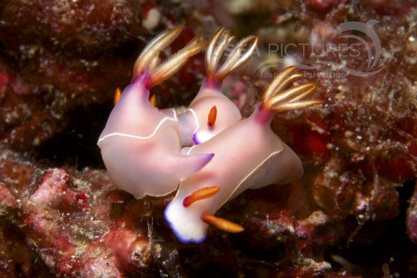 Hypselodoris bullocki 