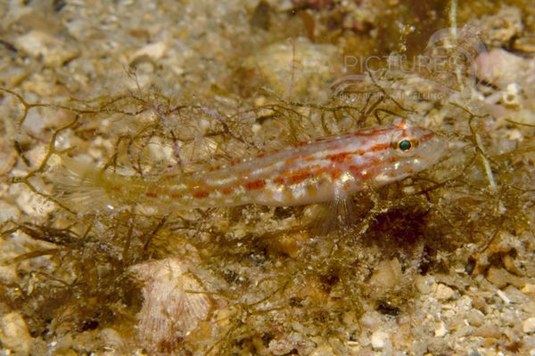 Goby