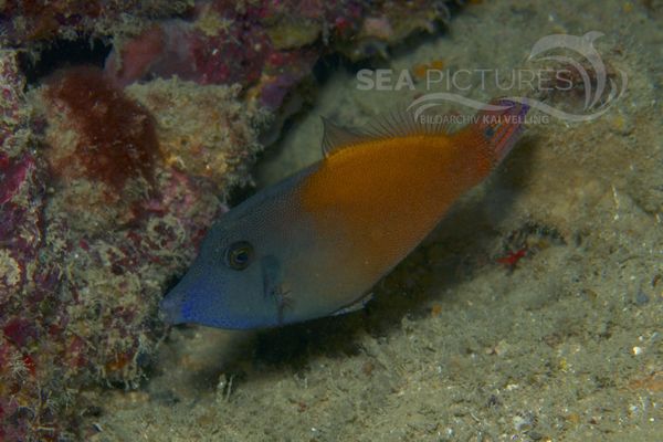 Pervagor melanosoma