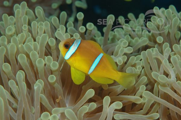 KV Rotmeer-Anemonenfisch  Amphiprion bicinctus  1 RO 05 Kopie