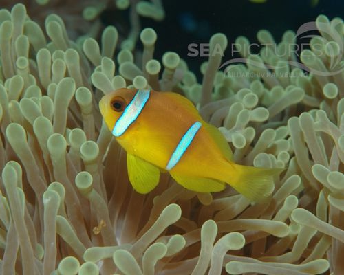 Anemonenfische
