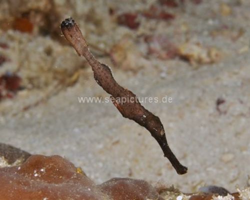 Geisterpfeifenfische
