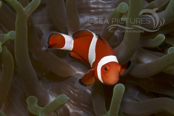 Amphiprion ocellaris