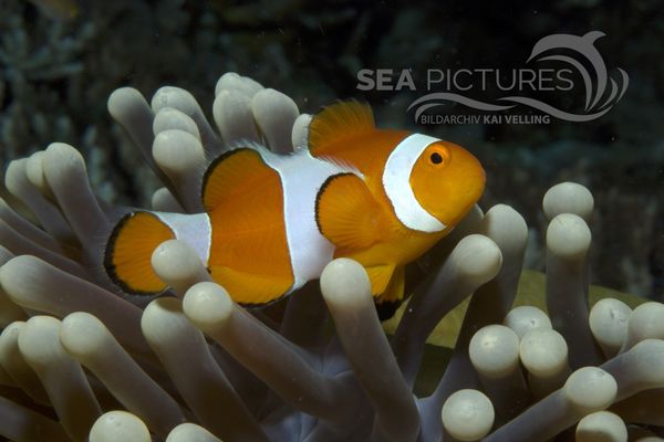 KV Orangeringel-Anemonenfisch  Amphiprion ocellaris MALA 06 1 