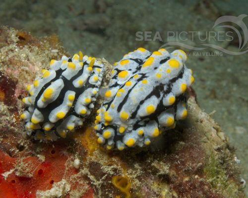 Niedere Tiere Niedere Tiere