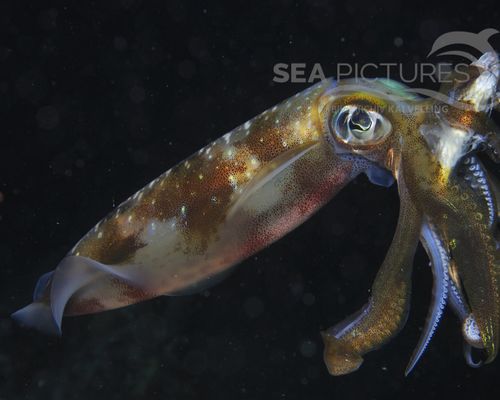 Kraken-Sepien-Kalmare